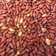 Continuous Nut Roaster